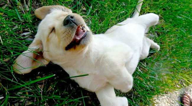 4 Kitchen Herbs Your Dog Will Love (and Benefit From)