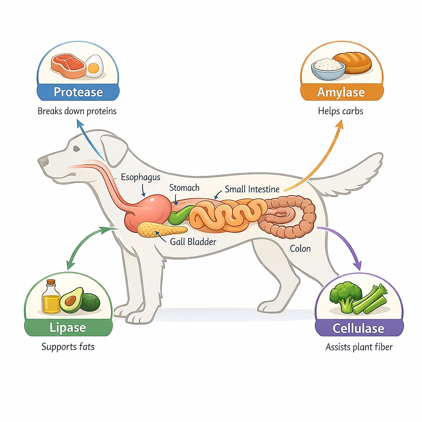Canine Digestive Enzymes 7 oz
